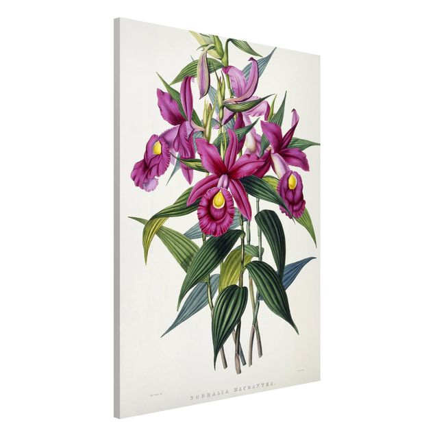 Billeder orkideer Maxim Gauci - Orchid I