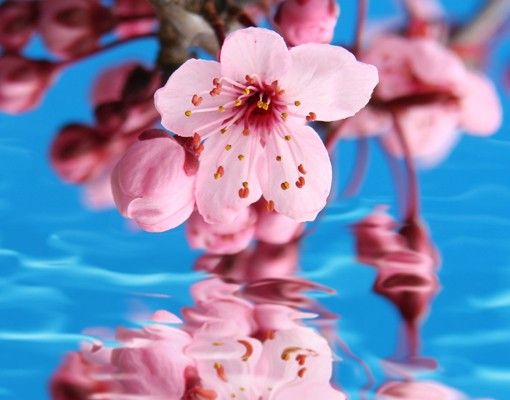 Selvklæbende folier Cherry Blossom