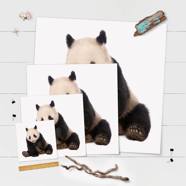 Plakater Panda Paws