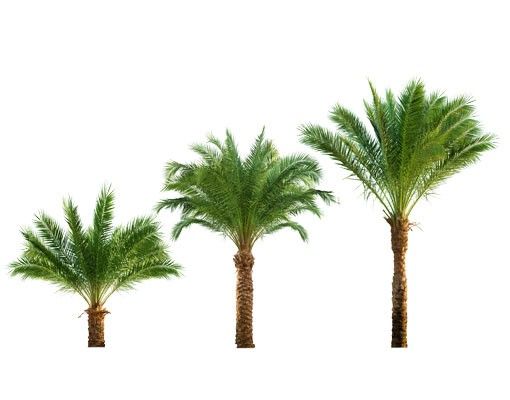 Wallstickers træer No.486 Palm Set