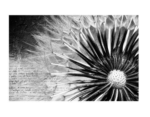 Vinduesklistermærker blomster Dandelion Black & White