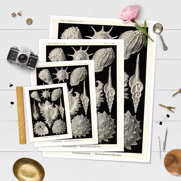 Billeder sort og hvid Vintage Board Mussels I