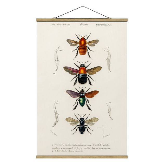 Billeder dyr Vintage Board Insects