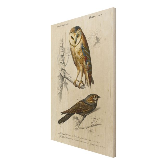 Billeder Vintage Board Owl And Swallow