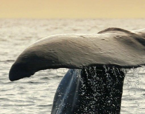 Flise klistermærker Diving Whale
