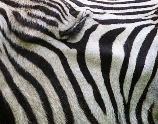 Flise klistermærker Roaring Zebra