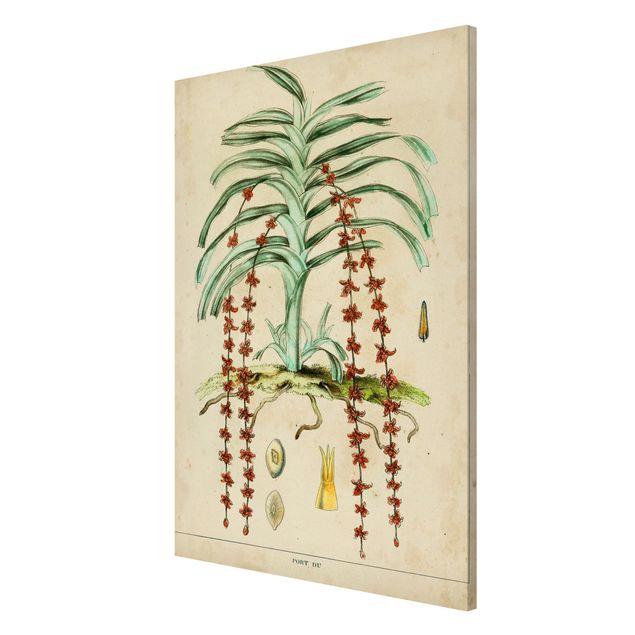 Billeder blomster Vintage Board Exotic Palms IV