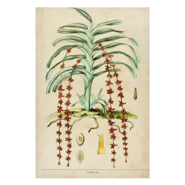 Magnettavler blomster Vintage Board Exotic Palms IV