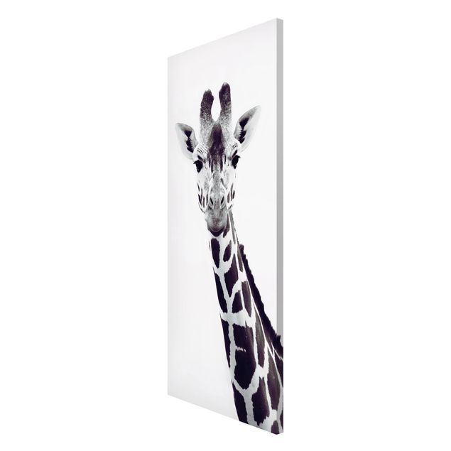 Magnettavler dyr Giraffe Portrait In Black And White