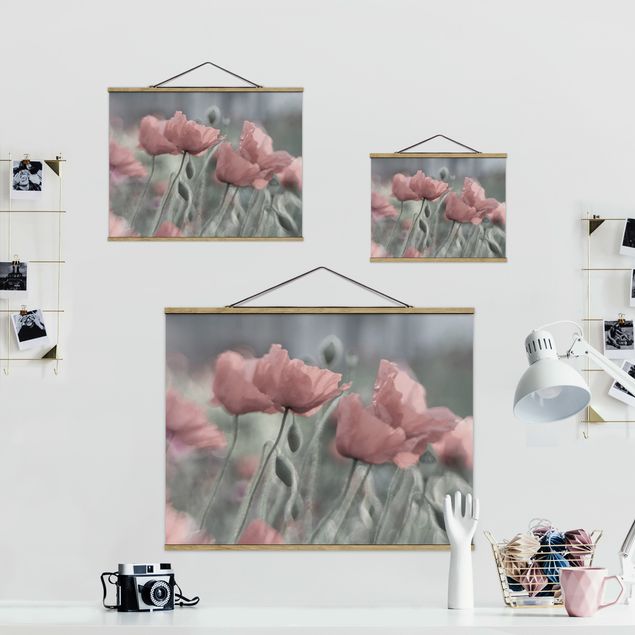 Billeder lyserød Picturesque Poppy
