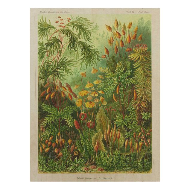 Prints på træ blomster Vintage Board Moss