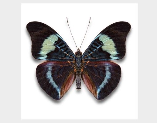 Vinduesklistermærker dyr Lepidoptera