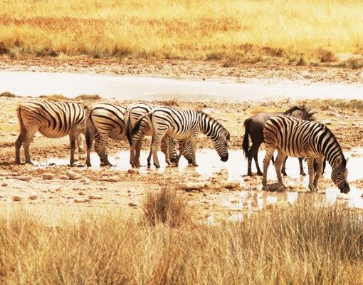 Flise klistermærker Zebras' lives
