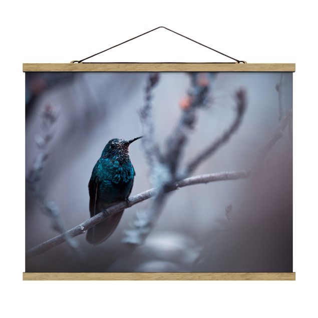 Billeder dyr Hummingbird In Winter