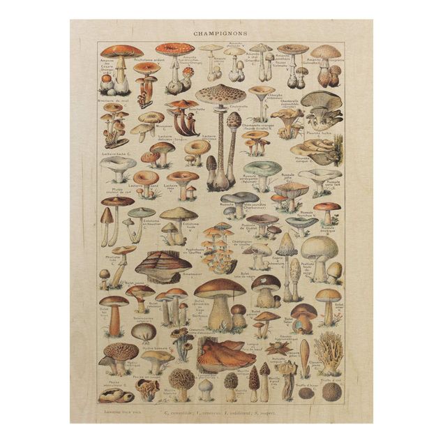 Prints på træ blomster Vintage Board Mushrooms