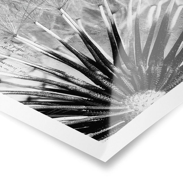 Billeder sort og hvid Dandelion Black & White