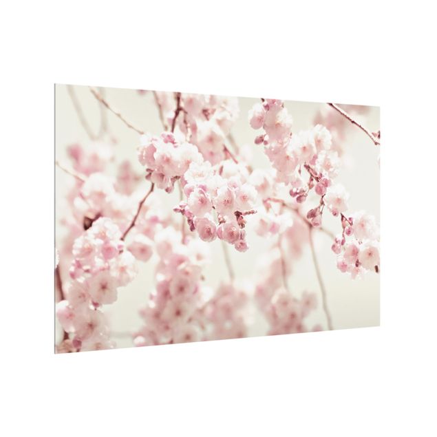 Stænkplader glas Dancing Cherry Blossoms