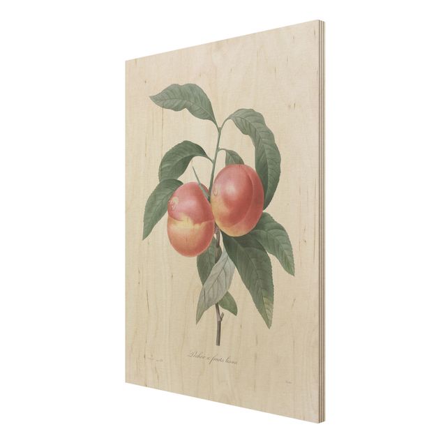 Prints på træ vintage Botany Vintage Illustration Peach
