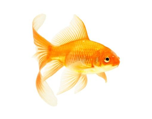 Vinduesklistermærker dyr Ms Goldfish