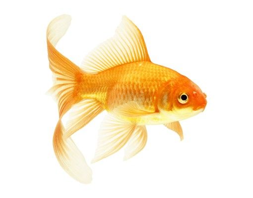 Wallstickers dyr No.432 Miss Goldfish