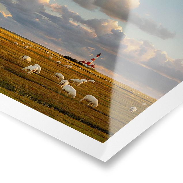 Plakater dyr North Sea Lighthouse With Flock Of Sheep