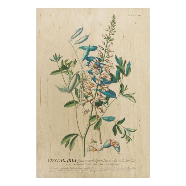 Prints på træ blomster Vintage Botanical Illustration Legumes