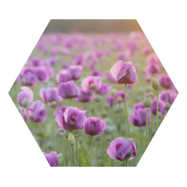 Billeder moderne Purple Poppy Flower Meadow In Spring