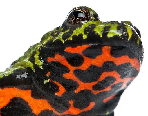 Flise klistermærker Fire-bellied Toad