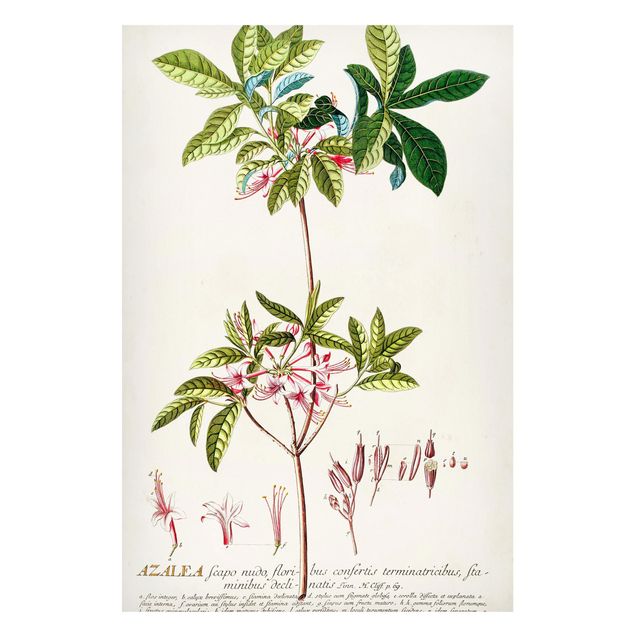 Magnettavler blomster Vintage Botanical Illustration Azalea