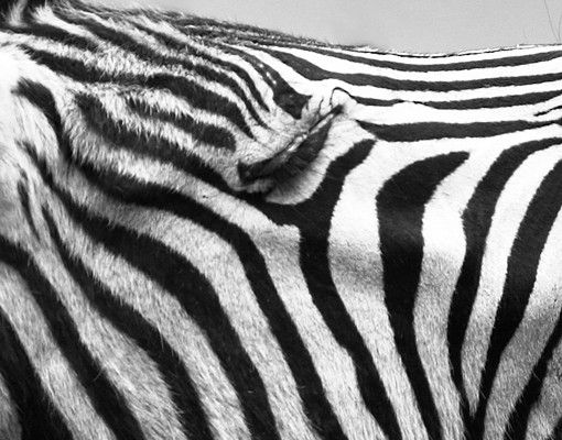 Flise klistermærker Roaring Zebra ll