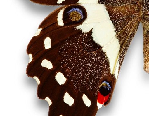 Vinduesklistermærker dyr Nymphalidae In Earth Tones
