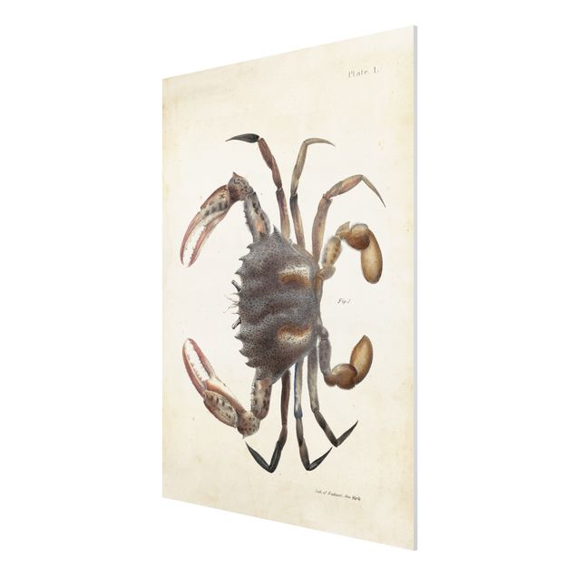 Billeder vintage Vintage Illustration Crab