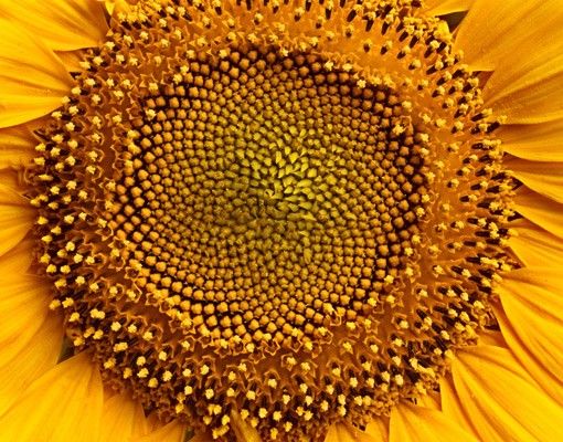 Selvklæbende folier Sunflowerblossom