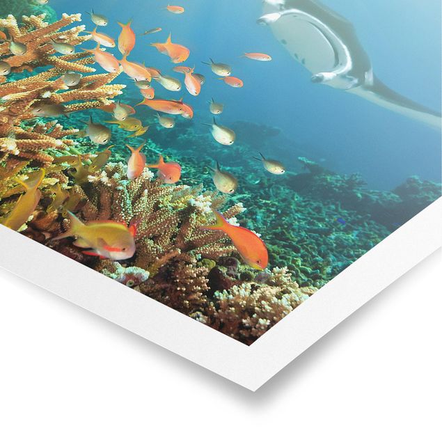 Plakater dyr Coral reef