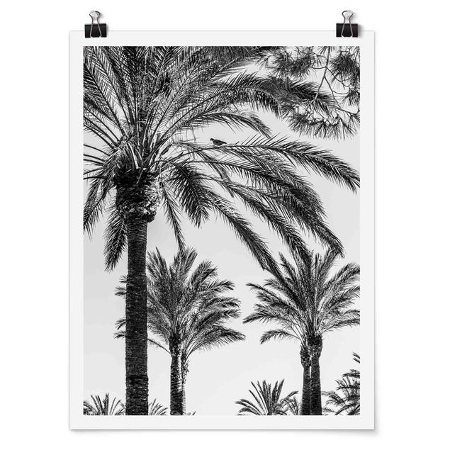 Plakater sort og hvid Palm Trees At Sunset Black And White