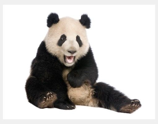 Vinduesklistermærker dyr Laughing Panda