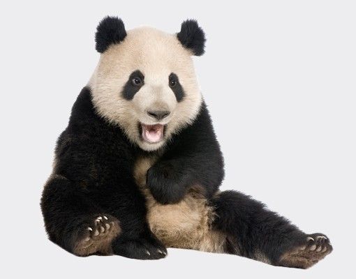 Vinduesklistermærker dyr Laughing Panda