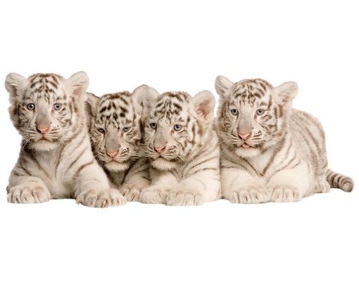 Wallstickers dyr No.504 Bengal Tiger Babies