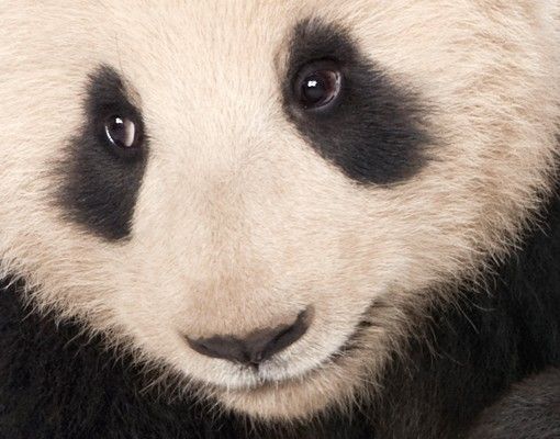 Flise klistermærker Panda Paws