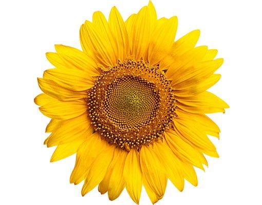 Wallstickers Planter No.498 Sunflowerblossom