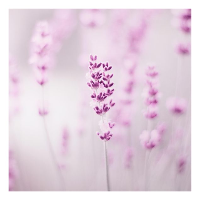 Billeder blomster Pale Purple Lavender
