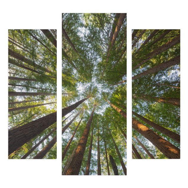Billeder på lærred landskaber Sequoia Tree Tops
