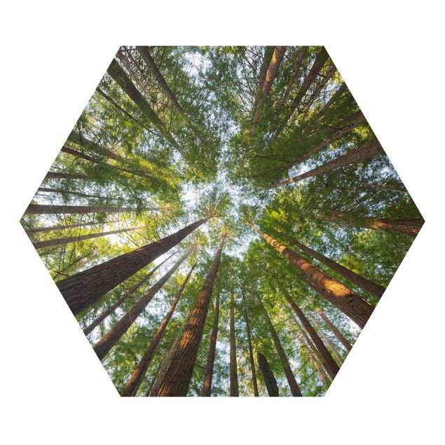 Billeder natur Sequoia Tree Tops