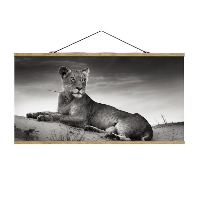 Billeder portræt Resting Lion