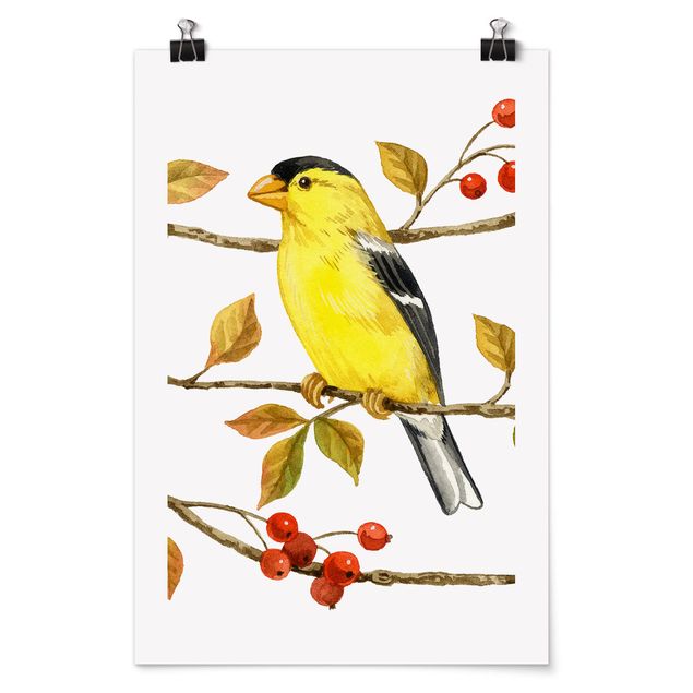 Billeder moderne Birds And Berries - American Goldfinch