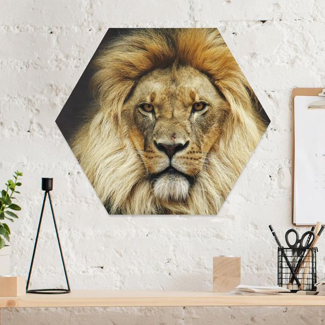 Billeder lions Wisdom Of Lion