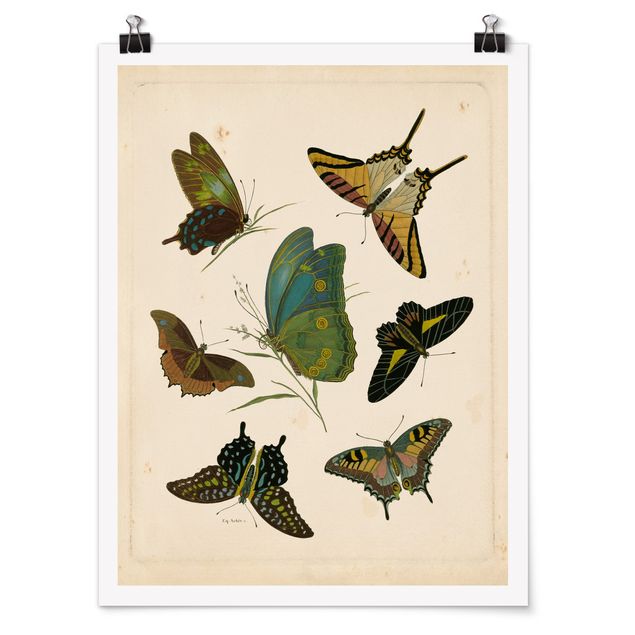 Plakater dyr Vintage Illustration Exotic Butterflies