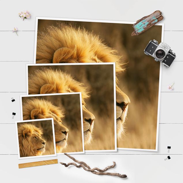 Billeder King Lion