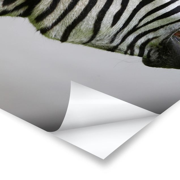 Plakater Roaring Zebra