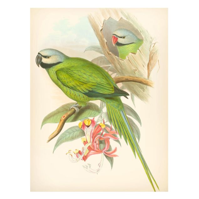 Magnettavler blomster Vintage Illustration Tropical Birds II
